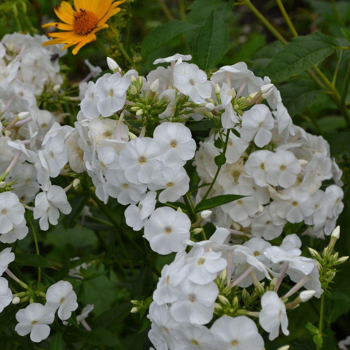 G6095 Phlox Panic  'flame Pro White' - View 21 from www redcrocus com