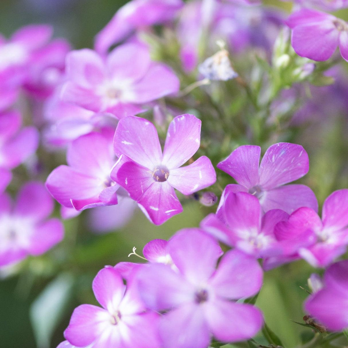 G6095 Phlox Panic  'flame Pro White' - View 23 from www redcrocus com