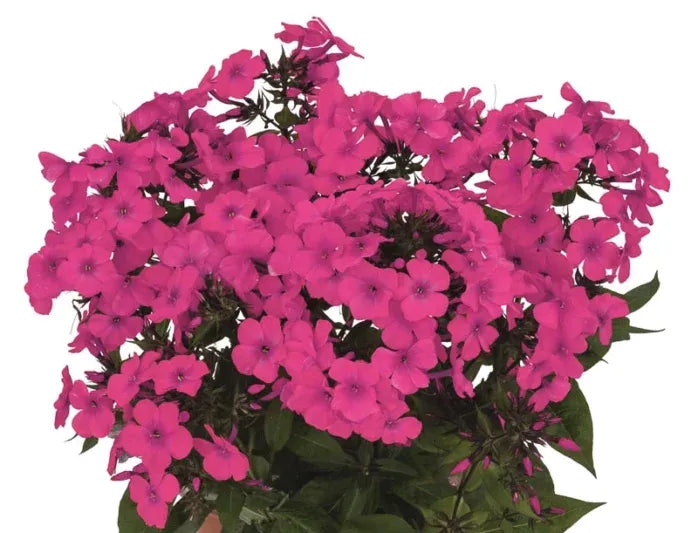G6095 Phlox Panic  'flame Pro White' - View 24 from www redcrocus com