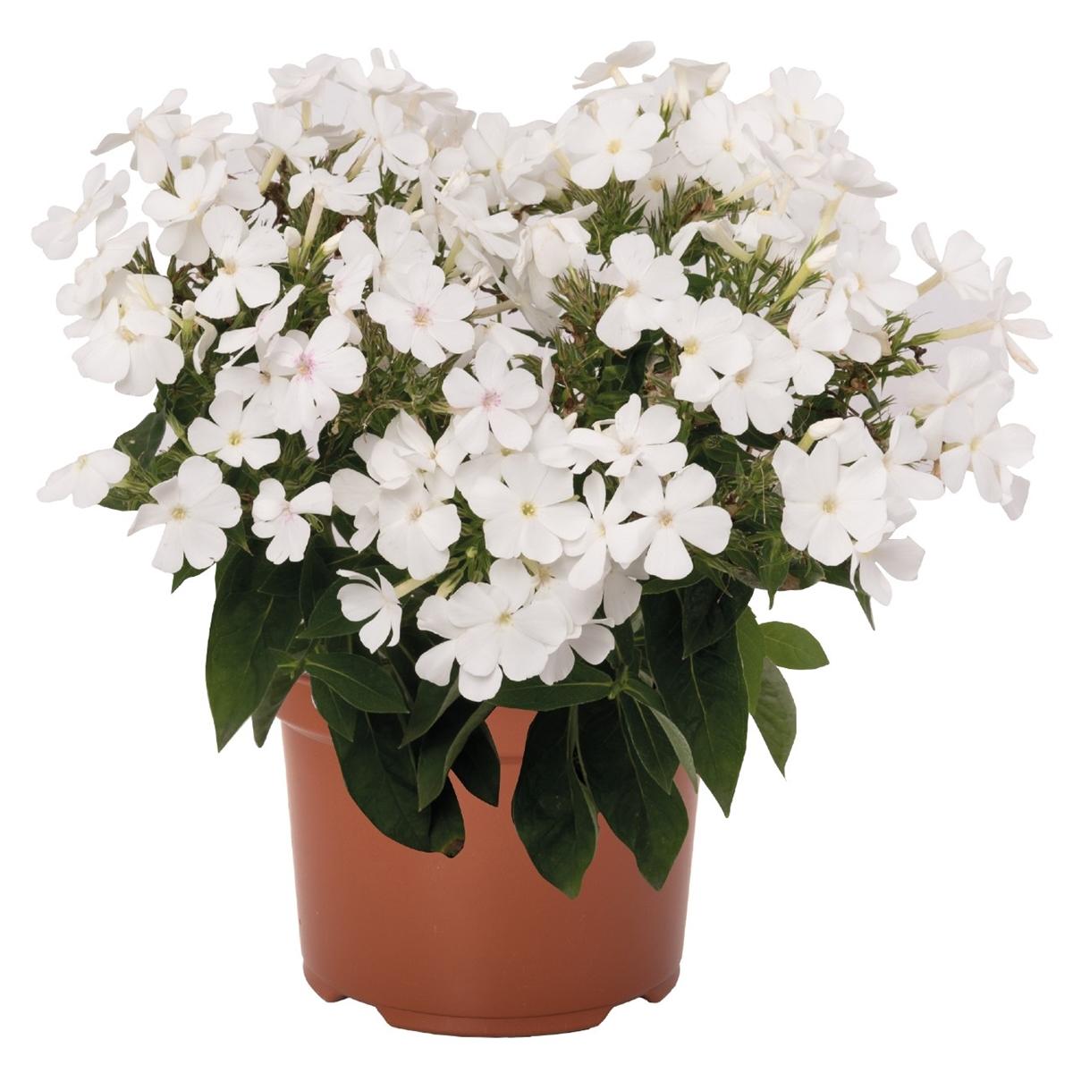 G6095 Phlox Panic  'flame Pro White' - View 26 from www redcrocus com