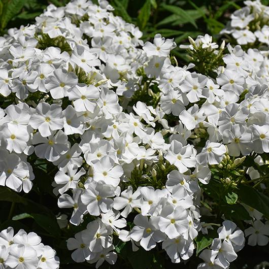 G6095 Phlox Panic  'flame Pro White' - View 27 from www redcrocus com