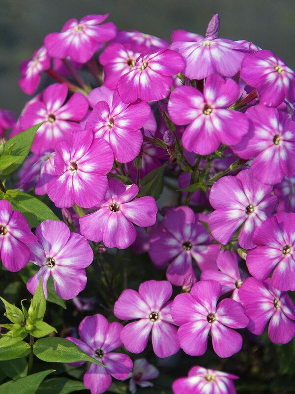 G6095 Phlox Panic  'flame Pro White' - View 29 from www redcrocus com