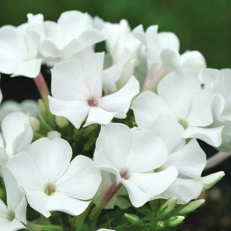 G6095 Phlox Panic  'flame Pro White' - View 2 from www redcrocus com