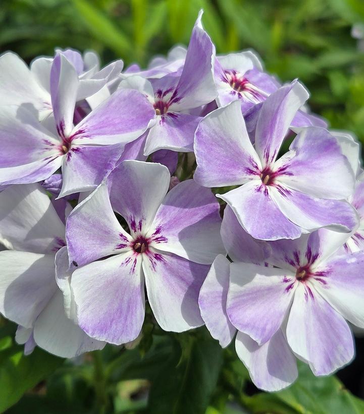 G6095 Phlox Panic  'flame Pro White' - View 30 from www redcrocus com