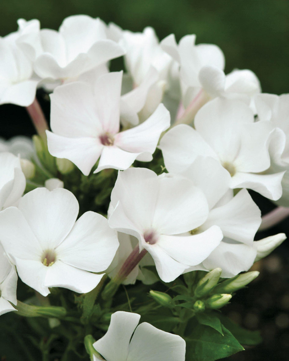 G6095 Phlox Panic  'flame Pro White' - View 3 from www redcrocus com