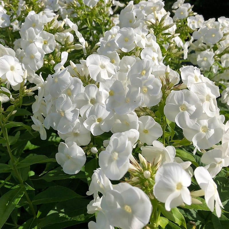 G6095 Phlox Panic  'flame Pro White' - View 4 from www redcrocus com