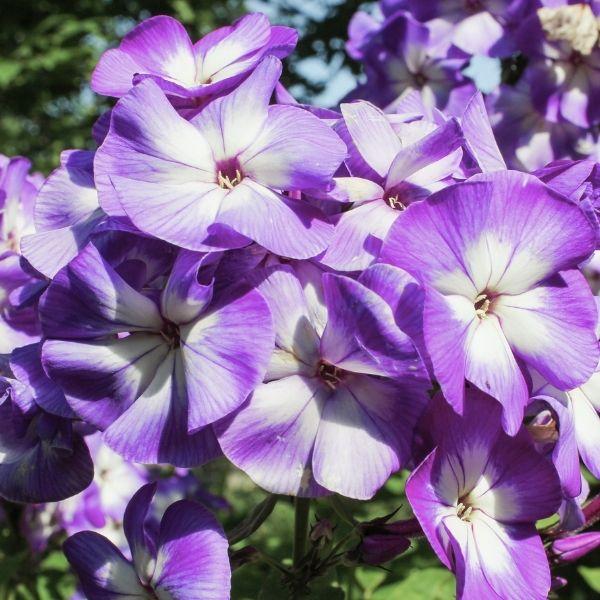 G6095 Phlox Panic  'flame Pro White' - View 5 from www redcrocus com
