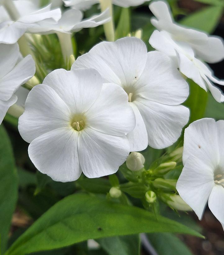 G6095 Phlox Panic  'flame Pro White' - View 6 from www redcrocus com