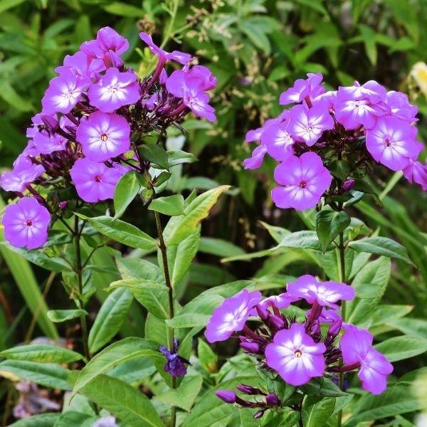G6095 Phlox Panic  'flame Pro White' - View 9 from www redcrocus com