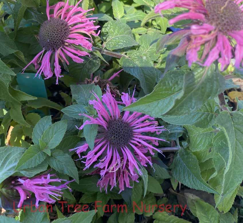 G6120 Monarda X Sugar Buzz Bubblegum Blast 10 1df5be23 5a3d 47e8 B937 Ff891a3742db from www redcrocus com