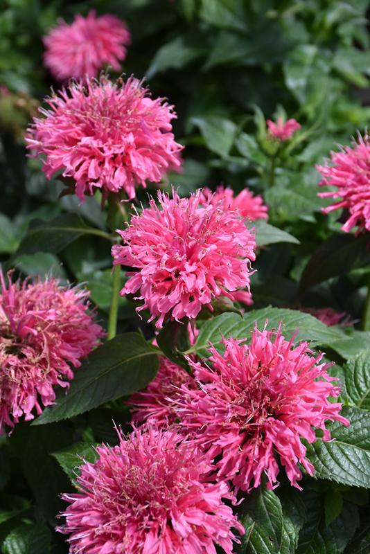 G6120 Monarda X Sugar Buzz Bubblegum Blast 14 4ca70a49 7764 4c64 9064 3443b070f3fd from www redcrocus com