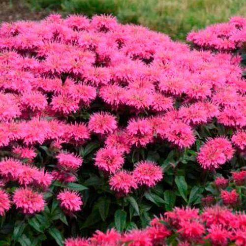 G6120 Monarda X Sugar Buzz Bubblegum Blast - View 16 from www redcrocus com