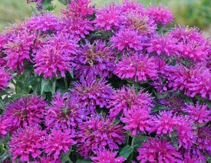 G6121 Monarda X Sugar Buzz Grape Gumball - View 10 from www redcrocus com