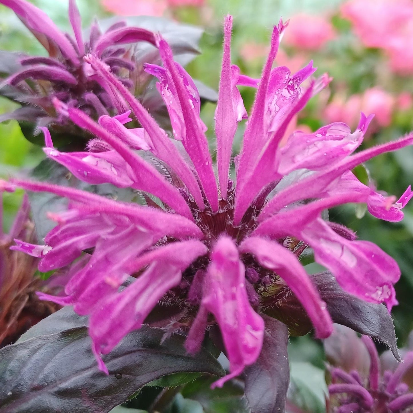 G6121 Monarda X Sugar Buzz Grape Gumball - View 11 from www redcrocus com