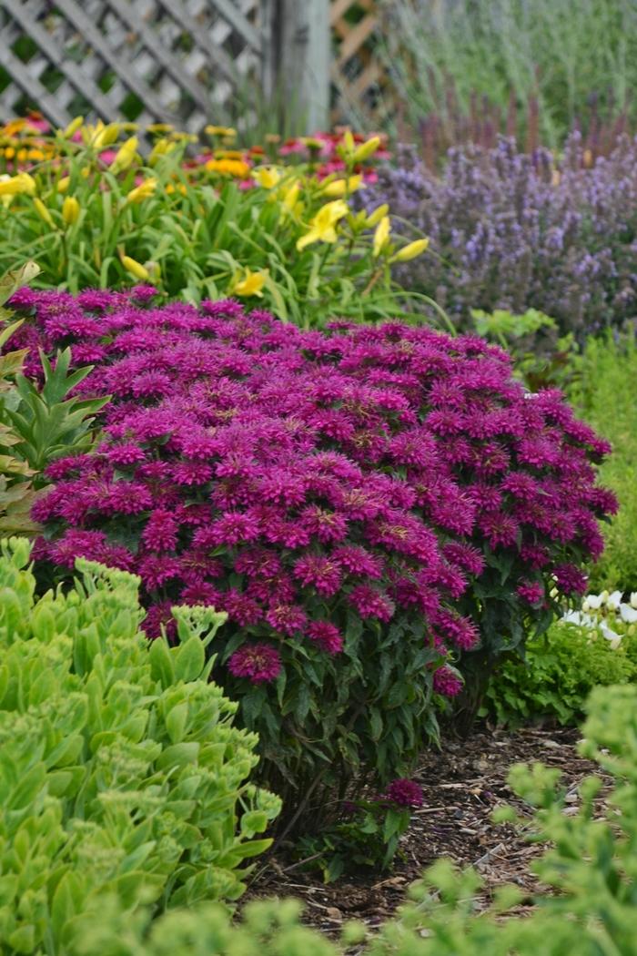 G6121 Monarda X Sugar Buzz Grape Gumball 12 26365f91 Bf42 4ff5 8d5e Dadce360d2dc from www redcrocus com