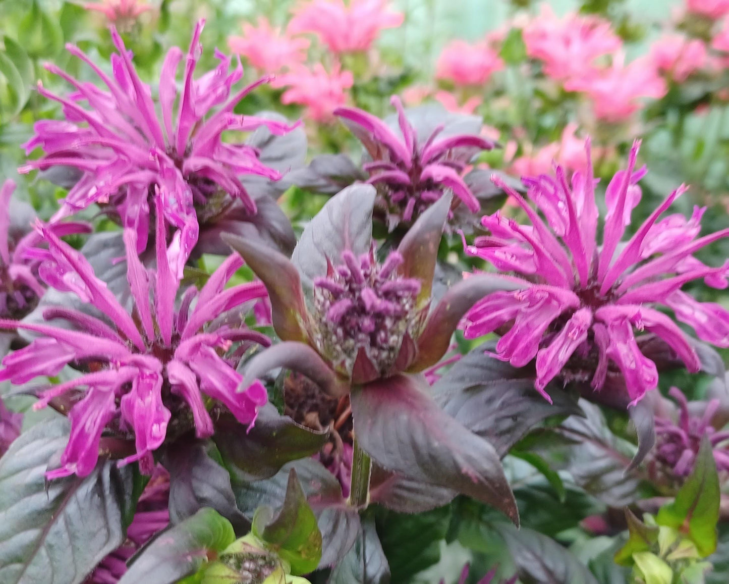 G6121 Monarda X Sugar Buzz Grape Gumball - View 13 from www redcrocus com