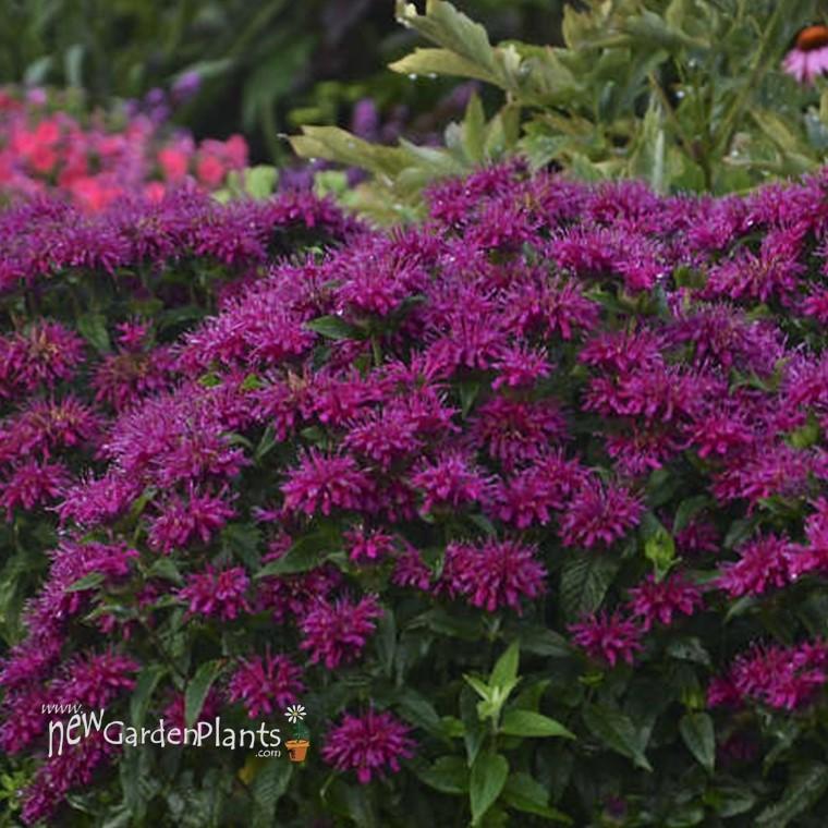 G6121 Monarda X Sugar Buzz Grape Gumball - View 14 from www redcrocus com