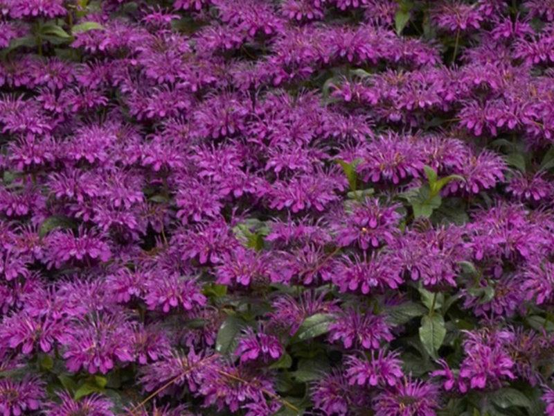 G6121 Monarda X Sugar Buzz Grape Gumball 16 345b2239 7dbf 482c 9b97 001aaff2c2c1 from www redcrocus com