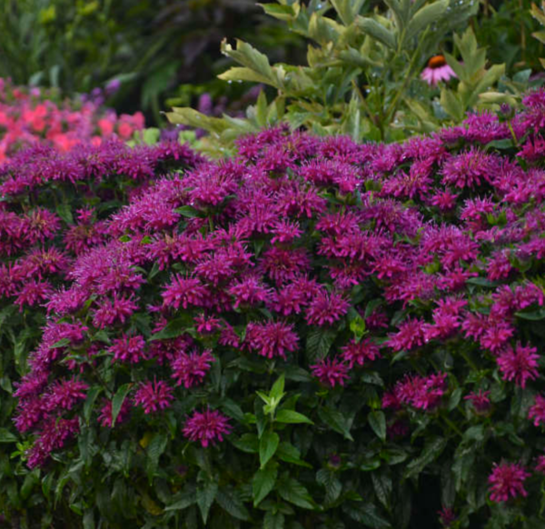 G6121 Monarda X Sugar Buzz Grape Gumball - View 16 from www redcrocus com