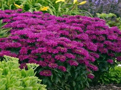 G6121 Monarda X Sugar Buzz Grape Gumball - View 17 from www redcrocus com