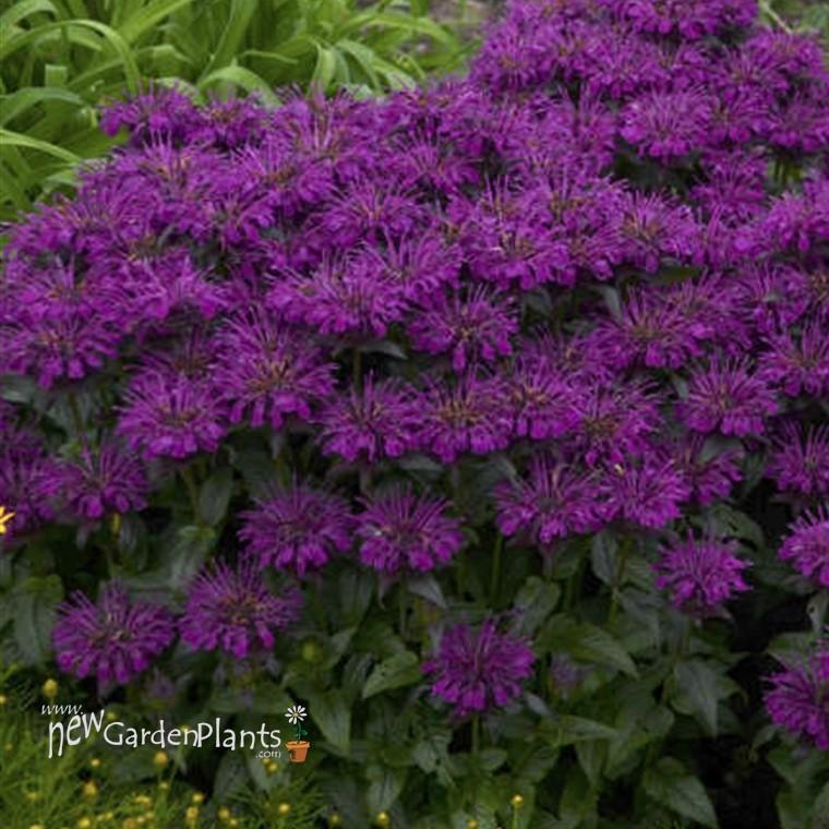 G6121 Monarda X Sugar Buzz Grape Gumball 17 2e176fac 1d83 4f79 A4dd 83dc009e8c34 from www redcrocus com