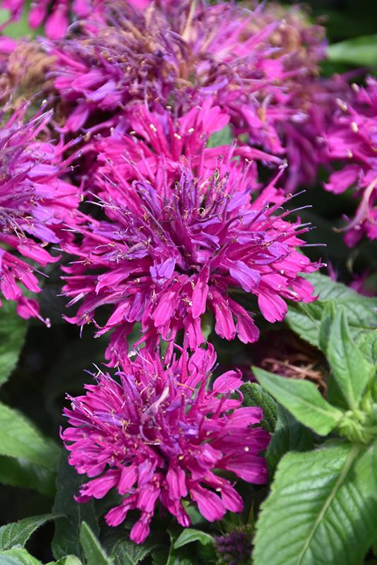 G6121 Monarda X Sugar Buzz Grape Gumball - View 18 from www redcrocus com