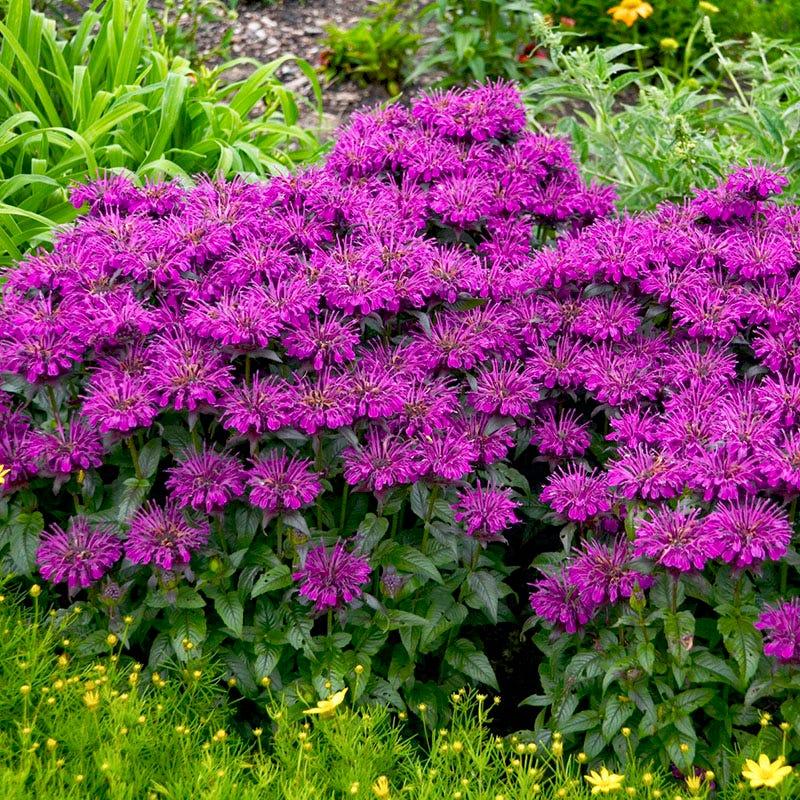 G6121 Monarda X Sugar Buzz Grape Gumball - View 19 from www redcrocus com