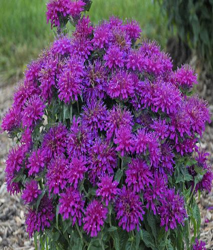 G6121 Monarda X Sugar Buzz Grape Gumball 2 84eb67ec 8b36 4c22 8962 22e993170eb4 from www redcrocus com