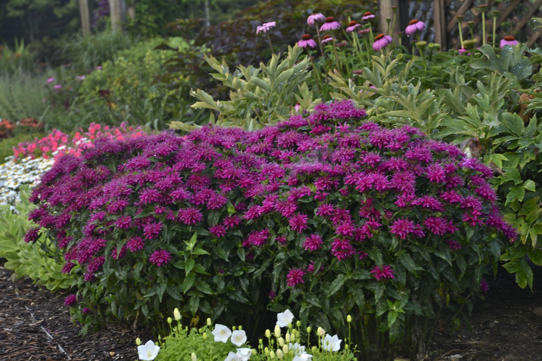 G6121 Monarda X Sugar Buzz Grape Gumball 3 C8302dd7 378c 4e19 934a Cf0922897b15 from www redcrocus com