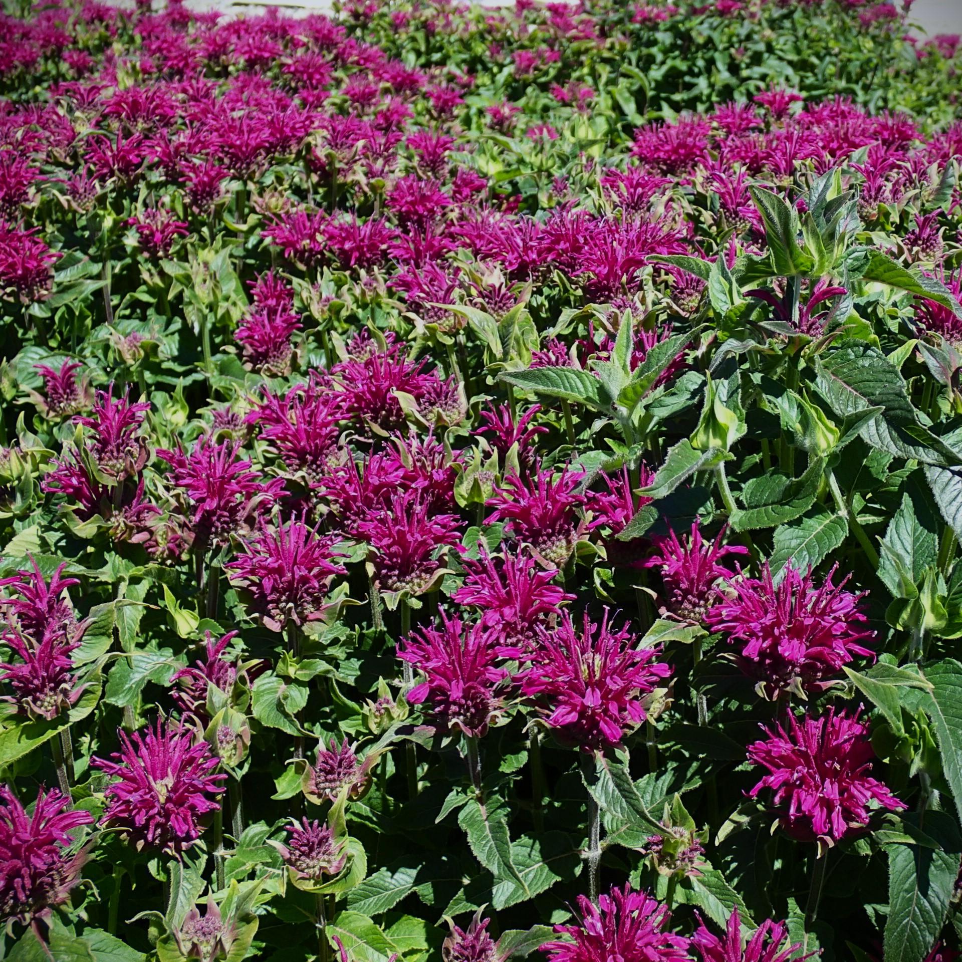 G6121 Monarda X Sugar Buzz Grape Gumball - View 4 from www redcrocus com