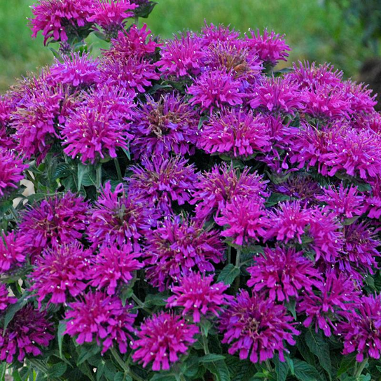G6121 Monarda X Sugar Buzz Grape Gumball - View 5 from www redcrocus com