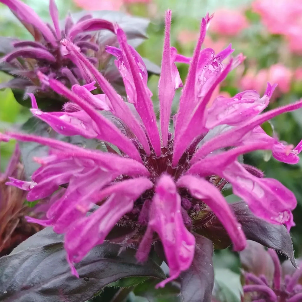 G6121 Monarda X Sugar Buzz Grape Gumball 6 Ac6b3647 7d53 4bfc B1dc 1cfa10c8e3ae from www redcrocus com