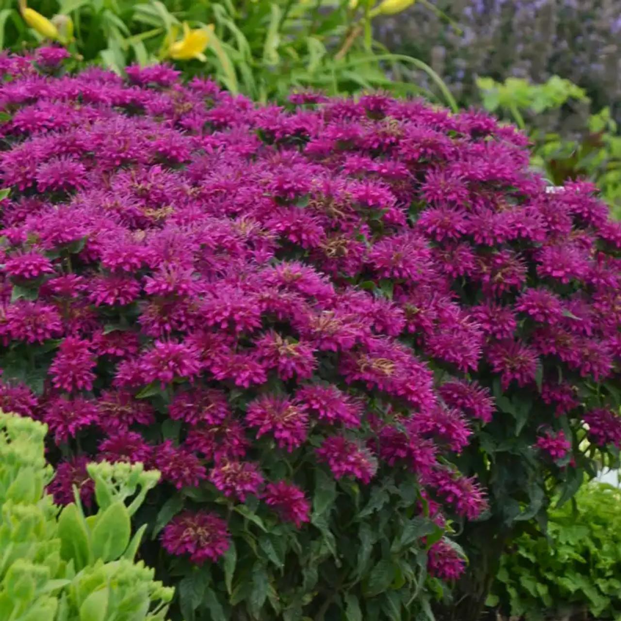G6121 Monarda X Sugar Buzz Grape Gumball - View 6 from www redcrocus com