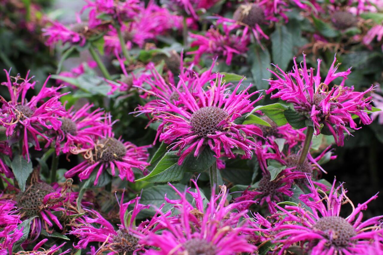 G6121 Monarda X Sugar Buzz Grape Gumball 7 05c142fe 7a8e 4025 8ad0 61a282d92761 from www redcrocus com