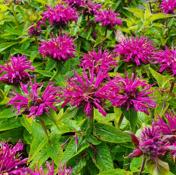 G6121 Monarda X Sugar Buzz Grape Gumball - View 8 from www redcrocus com
