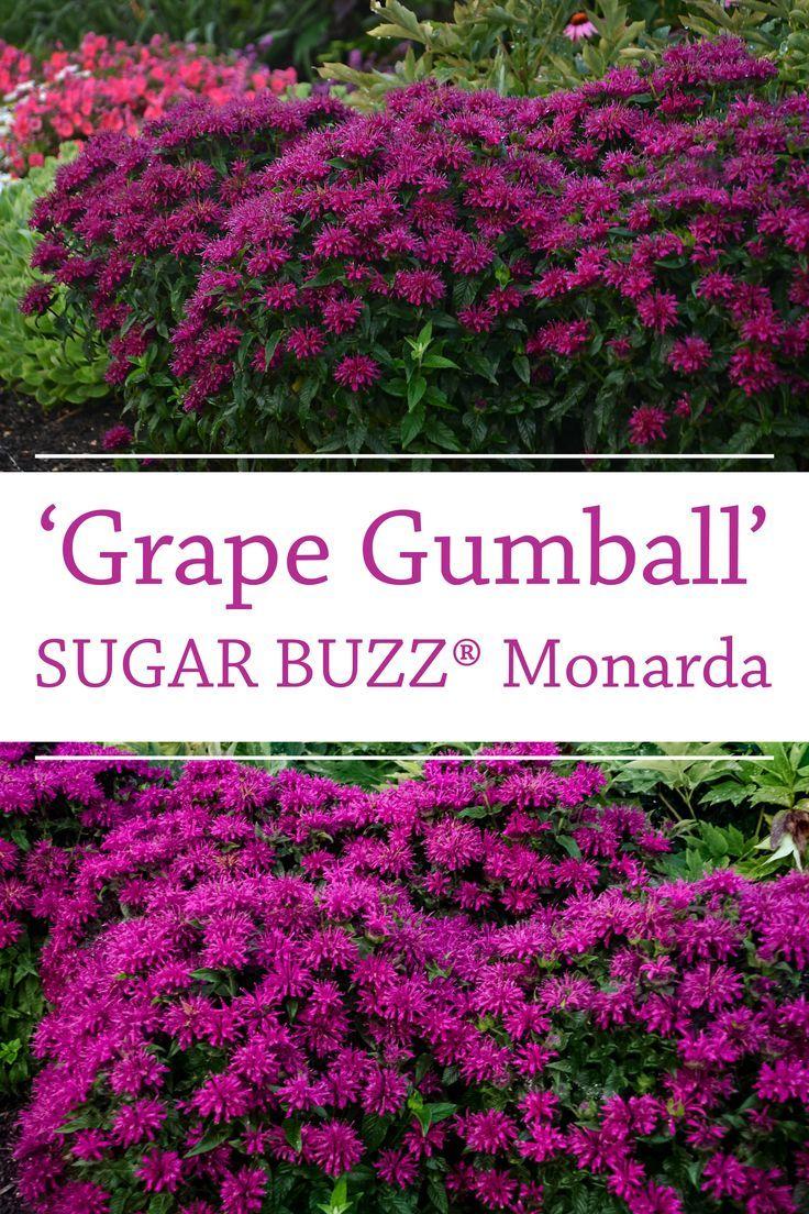 G6121 Monarda X Sugar Buzz Grape Gumball - View 9 from www redcrocus com
