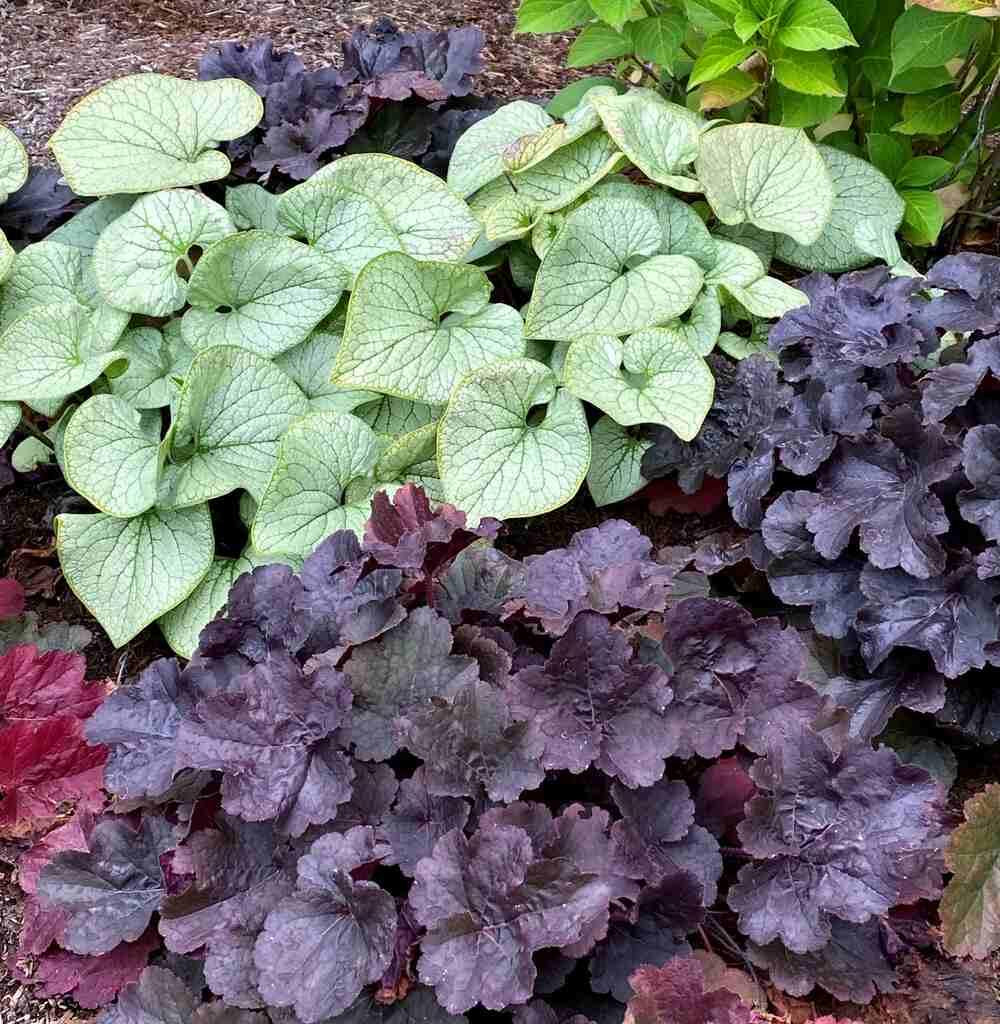 G6133 Heuchera X 27northern Exposure Black 27 11 30bbbb0e 386a 4f8d 875b 8a2d0f4d2638 from www redcrocus com