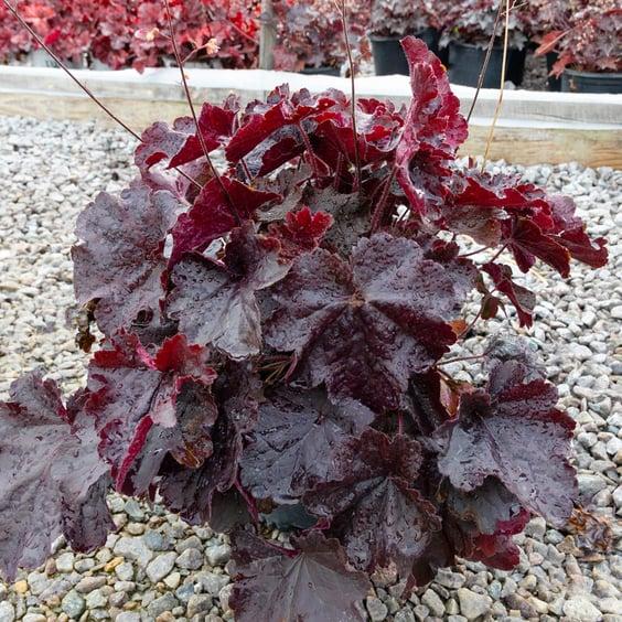 G6133 Heuchera X 27northern Exposure Black 27 14 Aa922a3a C0ed 484d 99b4 765a83f283fc from www redcrocus com