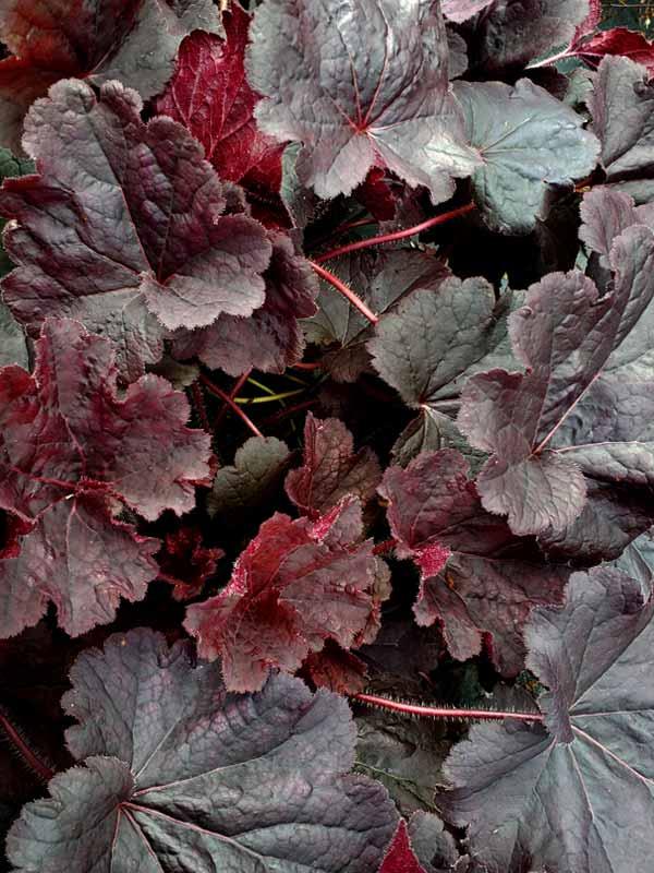 G6133 Heuchera X 27northern Exposure Black 27 16 0d3ce33e 14c4 4806 888d 0b7a495a7109 from www redcrocus com