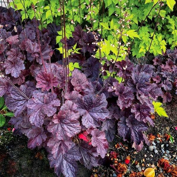 G6133 Heuchera X 27northern Exposure Black 27 17 163c8d6a 18b3 4958 90c1 4be39e6db10f from www redcrocus com