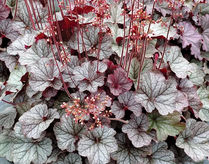 G6133 Heuchera X 27northern Exposure Black 27 18 E8904f91 5fc5 4ebf 9f45 1fc3b1cbd6ef from www redcrocus com