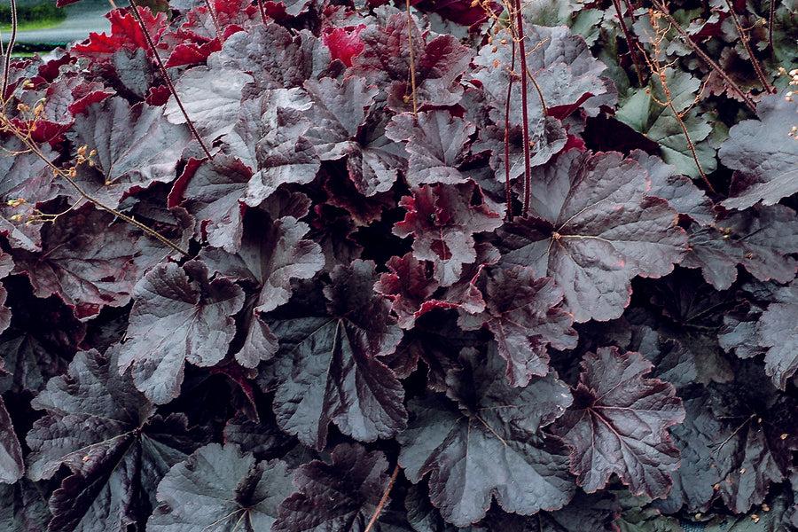 G6133 Heuchera X 27northern Exposure Black 27 1 4fbb2df9 D989 4d9f 9ab2 Bc315972b10b from www redcrocus com