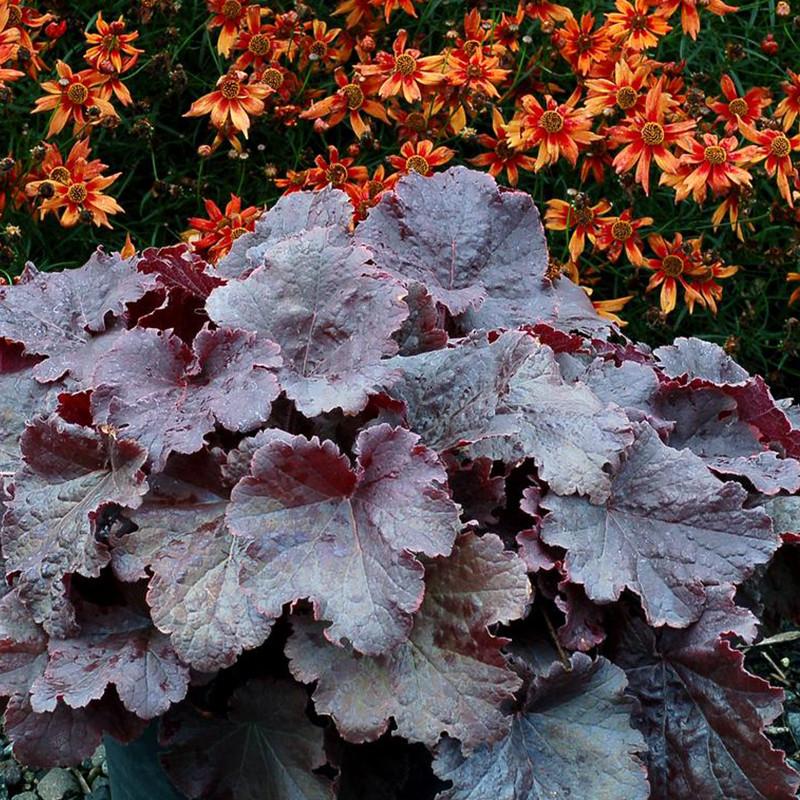 G6133 Heuchera X 27northern Exposure Black 27 20 1ea26186 F381 400f 84ed F296671d592c from www redcrocus com