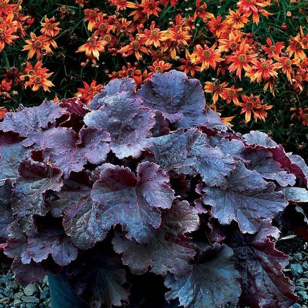 G6133 Heuchera X 27northern Exposure Black 27 22 3197b653 3ce7 43b6 9fd0 A8c29f6410fa from www redcrocus com