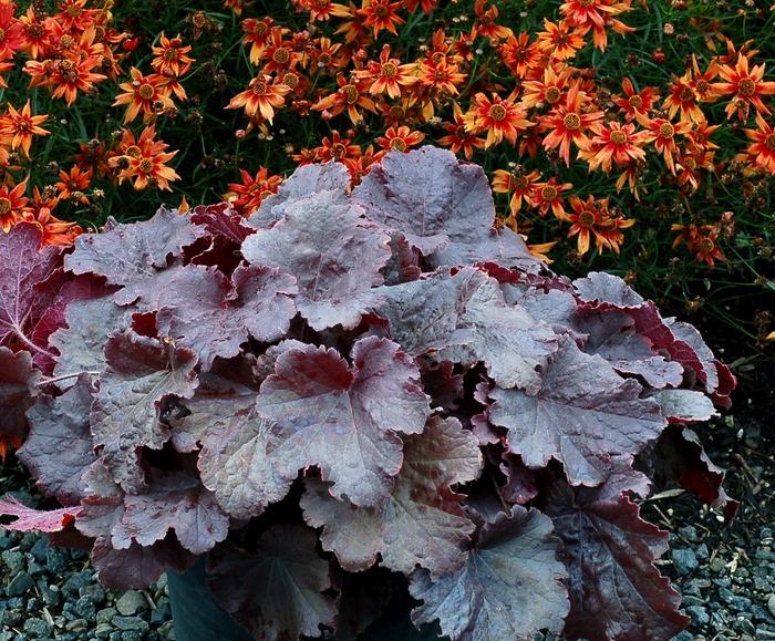 G6133 Heuchera X 27northern Exposure Black 27 23 00febab7 3943 4f22 9ec0 801e9ac0bb5a from www redcrocus com