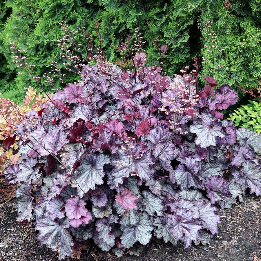 G6133 Heuchera X 27northern Exposure Black 27 24 D58dd3bd 3941 44c3 8be9 9768c747c16a from www redcrocus com
