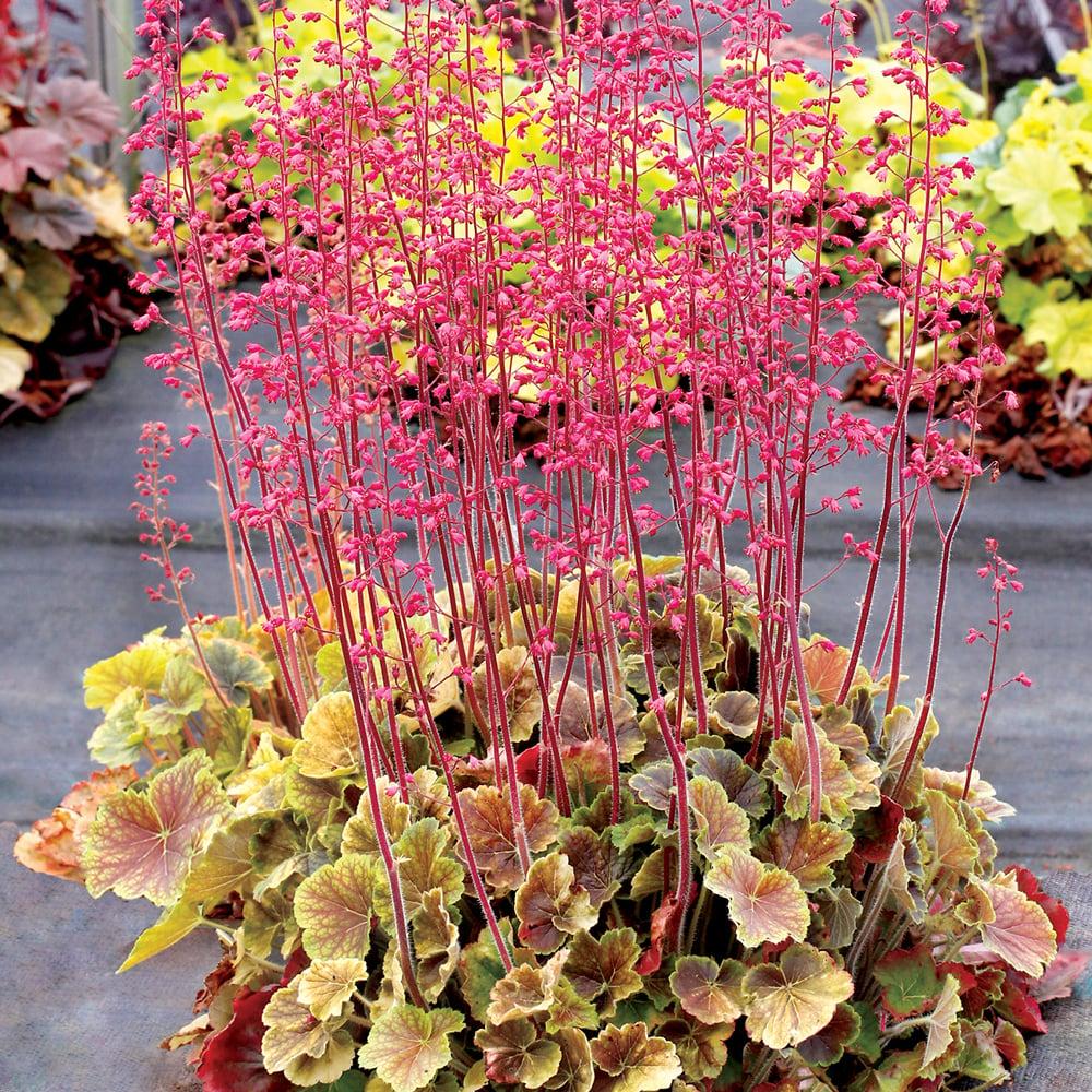 G6133 Heuchera X 27northern Exposure Black 27 25 E2be8cf8 E699 4aa4 8412 264f722a2222 from www redcrocus com