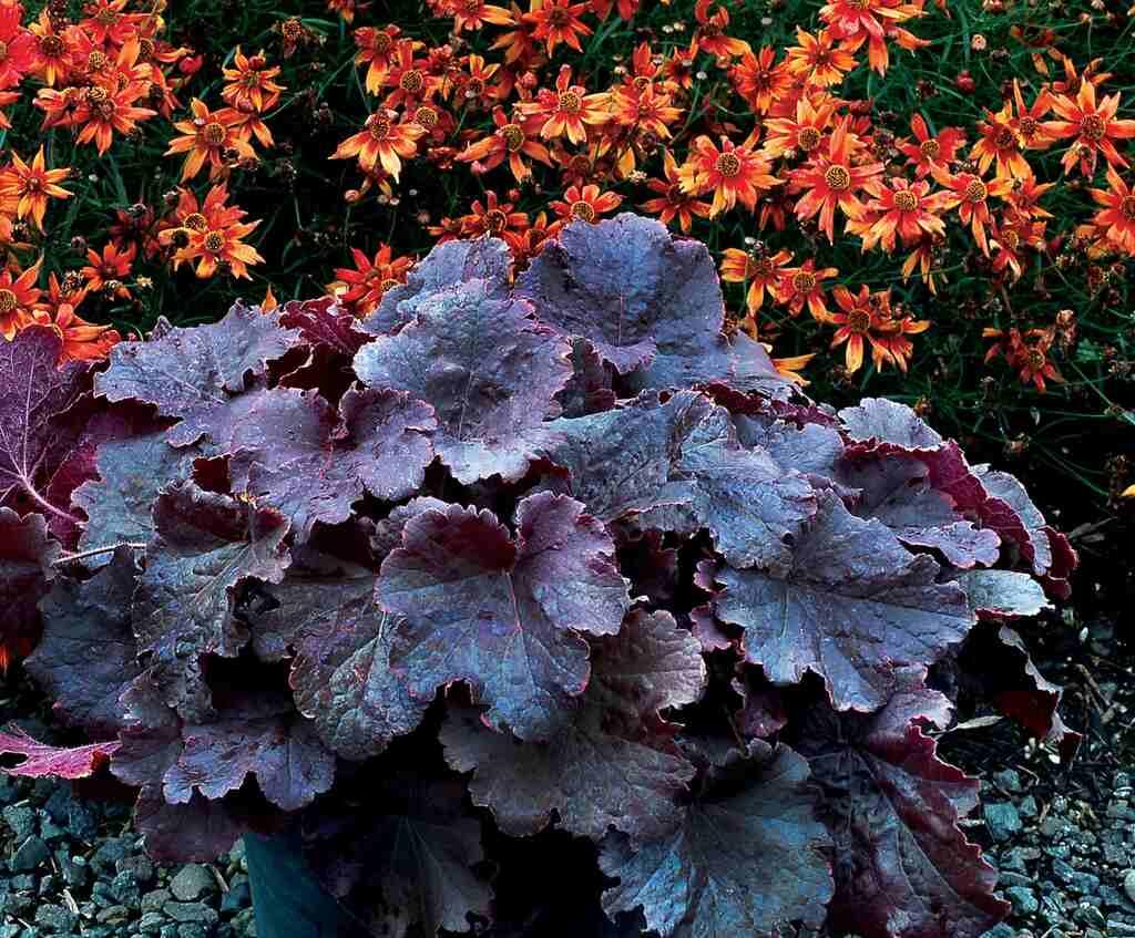 G6133 Heuchera X 27northern Exposure Black 27 27 4ae5cc92 B0c2 4a48 8a6c Cc78aa044ebe from www redcrocus com