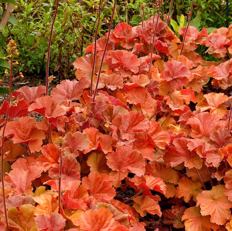 G6133 Heuchera X 27northern Exposure Black 27 28 6fd7087a 4e4c 4067 9b09 7f7facf9df56 from www redcrocus com