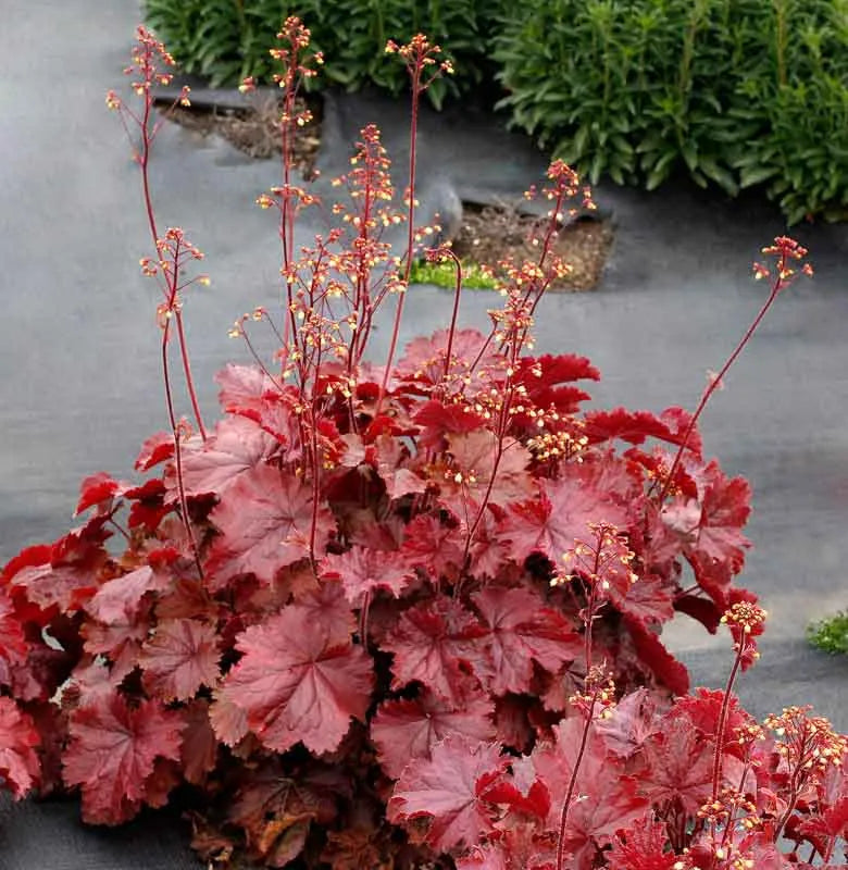 G6133 Heuchera X 27northern Exposure Black 27 30 9aba1dde 2b92 4341 Ab6b F529fed61bbd from www redcrocus com